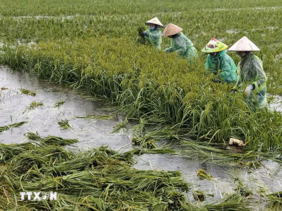Người dân thôn Cấn Thượng, xã Kiều Phú thu hoạch lúa dưới trời mưa lớn. (Ảnh: Minh Quyết/TTXVN)