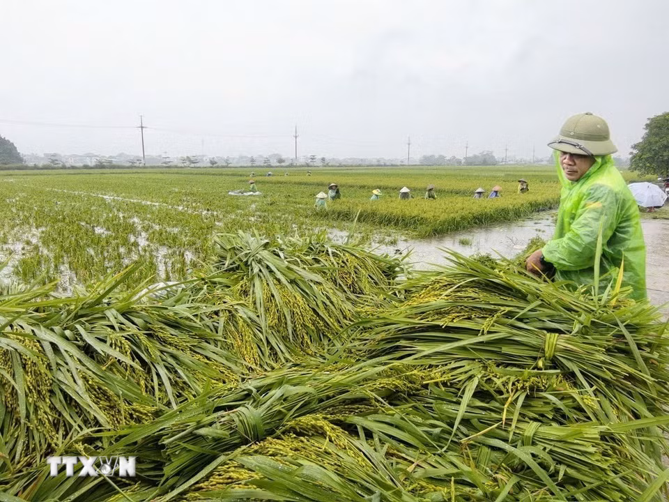 Người dân thôn Cấn Thượng, xã Kiều Phú thu hoạch lúa dưới trời mưa lớn. (Ảnh: Minh Quyết/TTXVN)