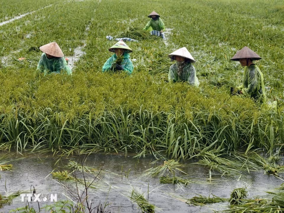 Người dân thôn Cấn Thượng, xã Kiều Phú thu hoạch lúa dưới trời mưa lớn. (Ảnh: Minh Quyết/TTXVN)