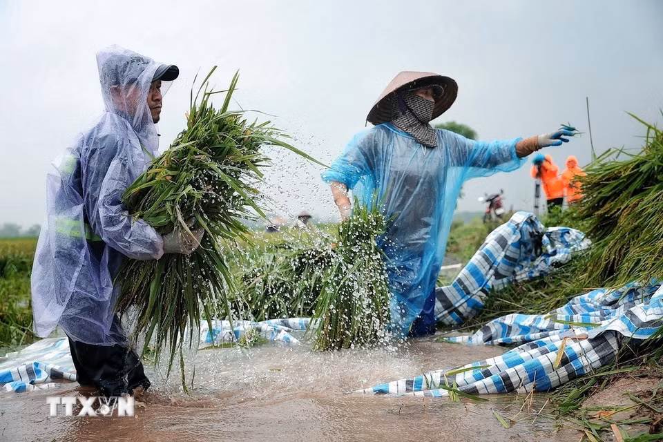 Người dân phối hợp chuyển lúa qua khu vực tập kết, cố gắng cứu vớt thành quả sau nhiều tháng gieo trồng. (Ảnh: Phạm Tuấn Anh/TTXVN)