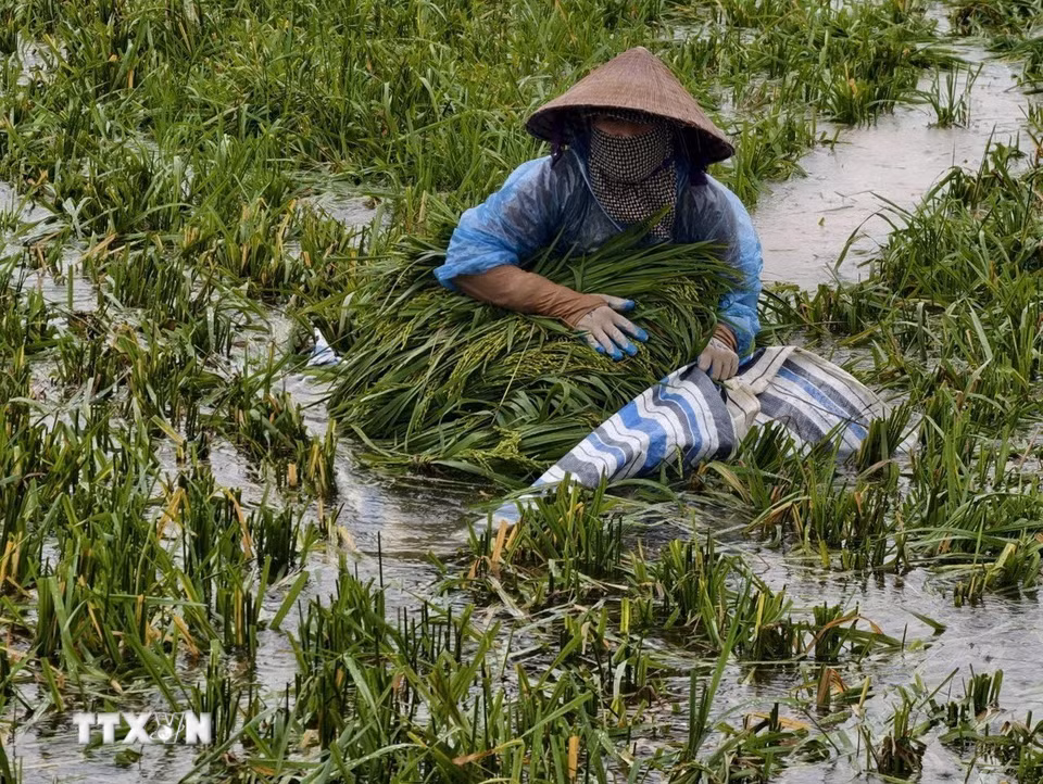 Người dân thôn Cấn Thượng, xã Kiều Phú thu hoạch lúa dưới trời mưa lớn. (Ảnh: Minh Quyết/TTXVN)