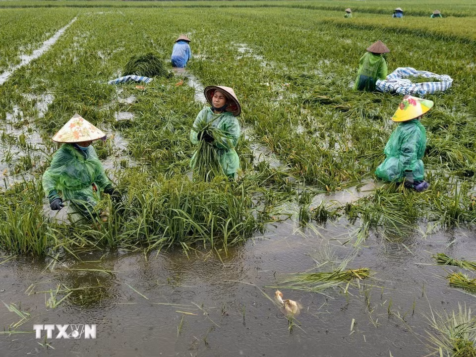 Người dân thôn Cấn Thượng, xã Kiều Phú thu hoạch lúa dưới trời mưa lớn. (Ảnh: Minh Quyết/TTXVN)