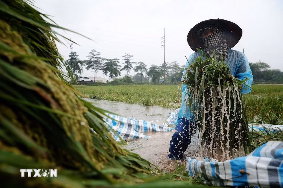 Người nông dân lội giữa ruộng sâu đưa từng bó lúa vừa gặt lên khu vực tập kết. (Ảnh: Phạm Tuấn Anh/TTXVN)
