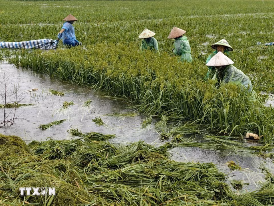 Người dân thôn Cấn Thượng, xã Kiều Phú thu hoạch lúa dưới trời mưa lớn. (Ảnh: Minh Quyết/TTXVN)
