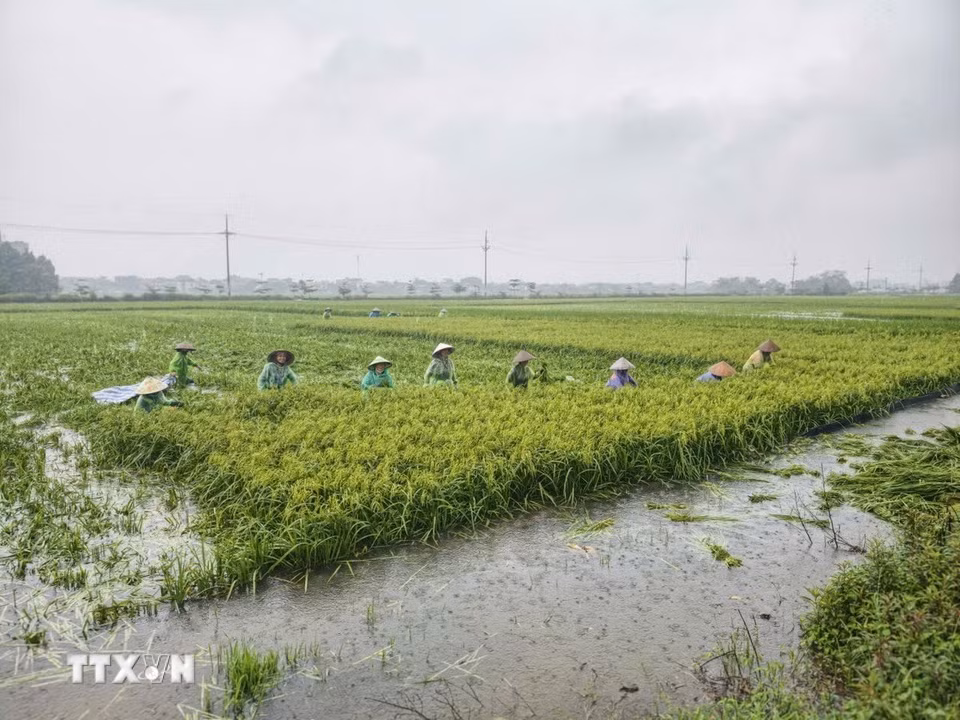 Người dân thôn Cấn Thượng, xã Kiều Phú thu hoạch lúa dưới trời mưa lớn. (Ảnh: Minh Quyết/TTXVN)