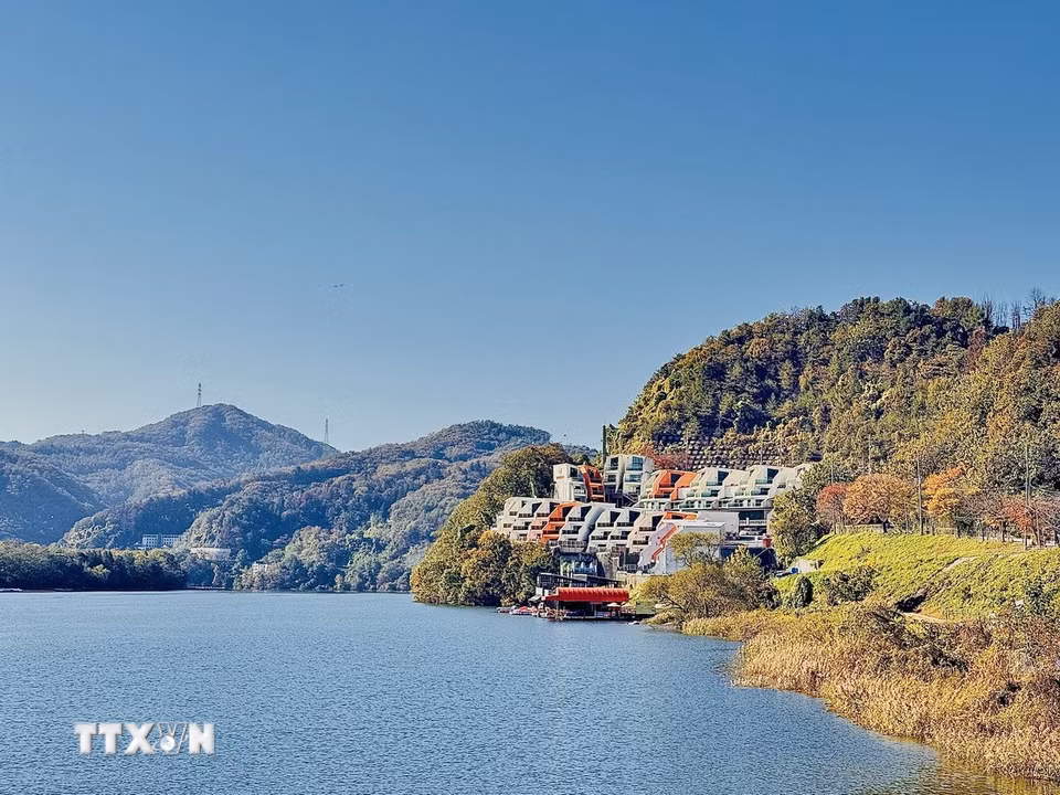 Đảo Nami, thuộc thành phố Chuncheon, tỉnh Gangwon, Hàn Quốc, khoác lên mình vẻ đẹp thơ mộng khi Thu về với những hàng cây ngân hạnh vàng rực, thủy sam chuyển sắc vàng nâu và lá phong điểm sắc đỏ. (Ảnh: Nhật Hưng/TTXVN)