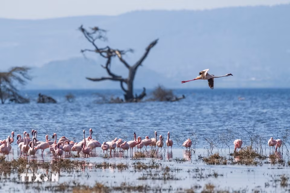 Đàn hồng hạc tại hồ Nakuru, thuộc hạt Nakuru, Kenya, trong khu vực Thung lũng Great Rift. (Ảnh: THX/TTXVN phát)