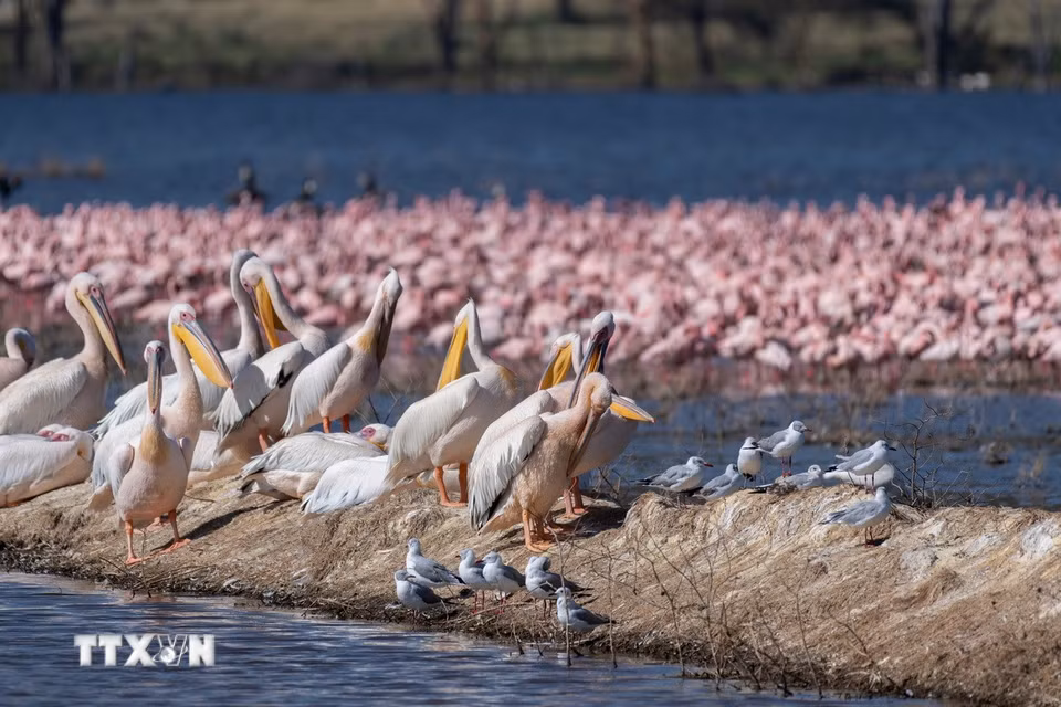 Các loài chim tại hồ Nakuru, thuộc hạt Nakuru, Kenya, trong khu vực Thung lũng Great Rift. (Ảnh: THX/TTXVN phát)