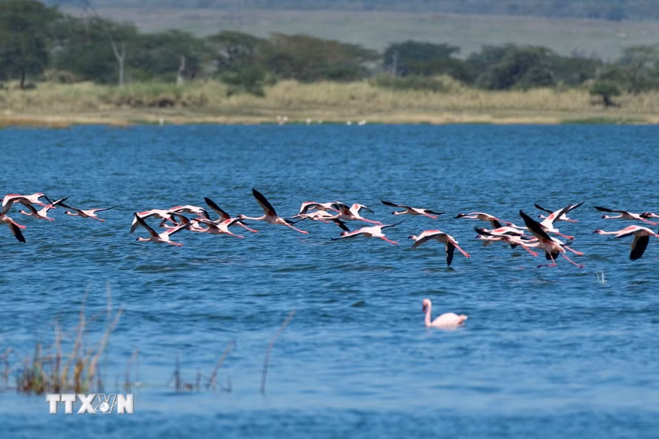 Hồng hạc tại hồ Elementaita, thuộc hạt Nakuru, Kenya, trong khu vực Thung lũng Great Rift. (Ảnh: THX/TTXVN phát)