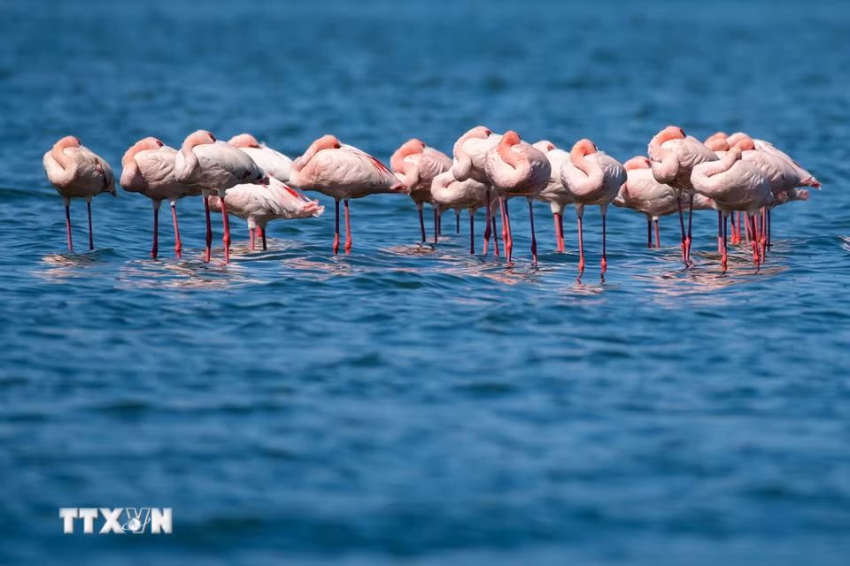 Hồng hạc tại hồ Elementaita, thuộc hạt Nakuru, Kenya, trong khu vực Thung lũng Great Rift. (Ảnh: THX/TTXVN phát)