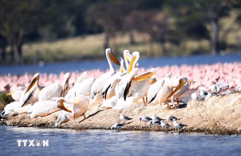 Các loài chim tại hồ Nakuru, thuộc hạt Nakuru, Kenya, trong khu vực Thung lũng Great Rift. (Ảnh: THX/TTXVN phát)