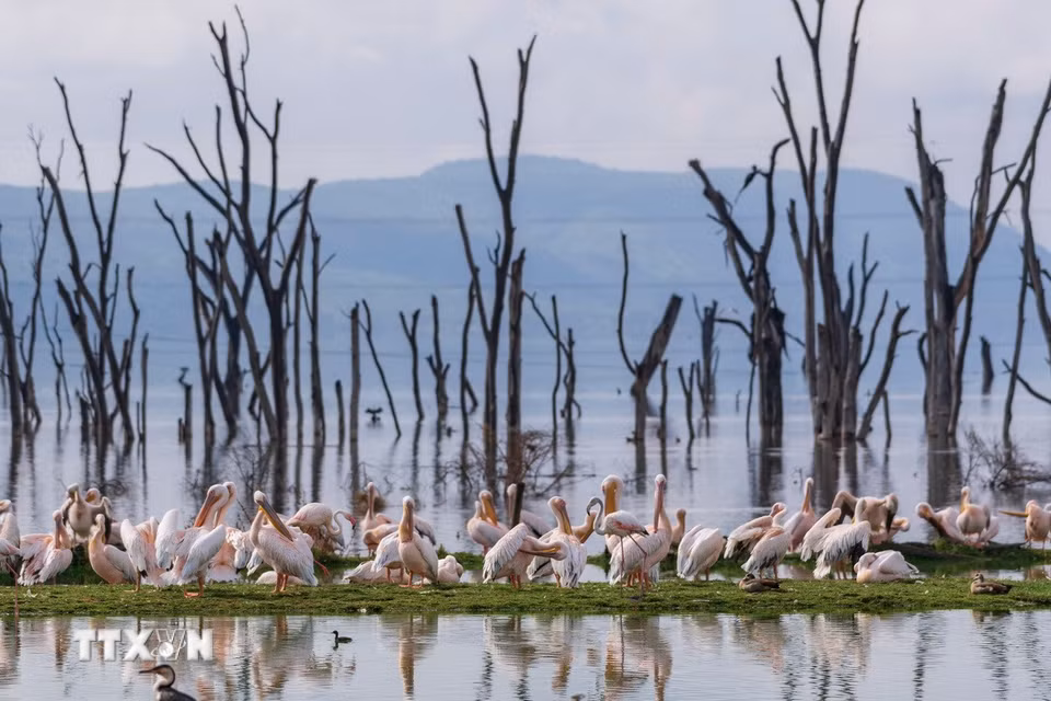Các loài chim tại hồ Nakuru, thuộc hạt Nakuru, Kenya, trong khu vực Thung lũng Great Rift. (Ảnh: THX/TTXVN phát)
