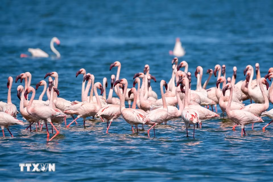Đàn hồng hạc tại hồ Elementaita, thuộc hạt Nakuru, Kenya, trong khu vực Thung lũng Great Rift. (Ảnh: THX/TTXVN phát)