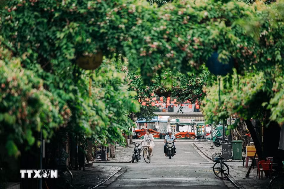 Cấu trúc phố hướng ra sông là dấu tích của một đô thị thương cảng, nơi kiến trúc, giao thương và đời sống cộng đồng đã gắn bó với nhau qua nhiều thế kỷ. (Ảnh: Phạm Tuấn Anh/TTXVN)