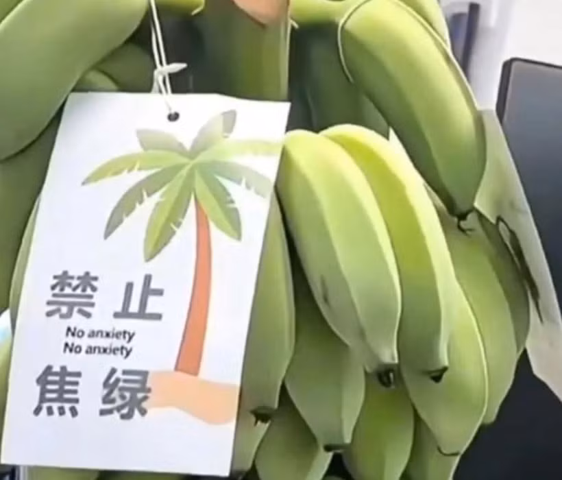 Nhiều người trẻ Trung Quốc đã mua những buồng chuối còn xanh, cắm trong bình nước và chờ chín với mong muốn xua tan căng thẳng, mệt mỏi. (Nguồn: News.china)