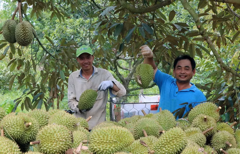 Thu hoạch sầu riêng tại Hợp tác xã Liên Đức, xã Xà Bang (Châu Đức, Bà Rịa-Vũng Tàu). (Ảnh: Hoàng Nhị/TTXVN)