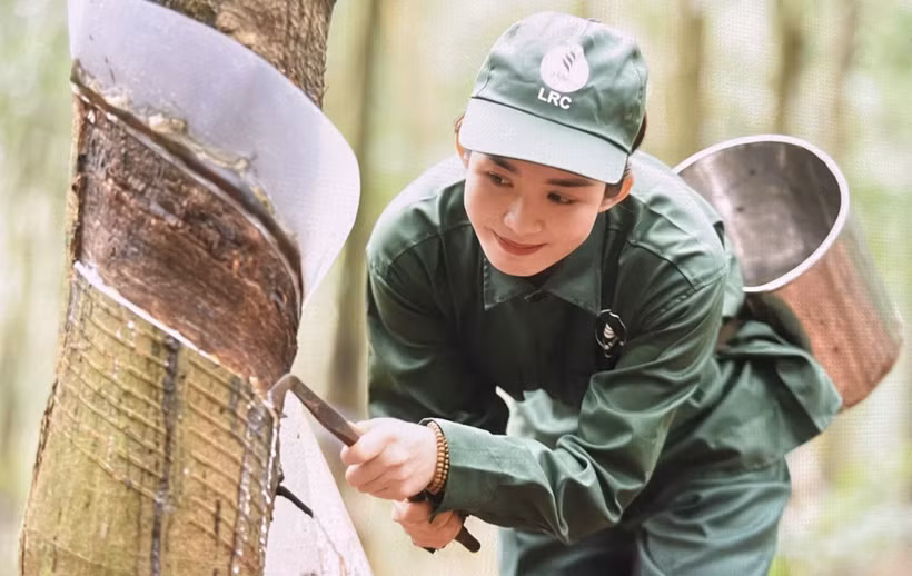 Công nhân cạo mủ cao su tại Nông trường cao su Lộc Ninh. (Ảnh: Hồng Nhung/TTXVN)