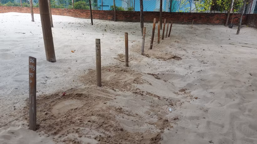 Tổ rùa trong hồ ấp trứng rùa tại Trạm Kiểm lâm Hòn Bảy Cạnh-Ban Quản lý Vườn Quốc gia Côn Đảo. (Ảnh: Huỳnh Sơn/TTXVN)