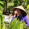Bà Giang Phương Thanh xót xa trước cảnh vườn cây đang xanh tốt nay bị kẻ gian phá hoại. (Ảnh: Quang Thái/TTXVN)
