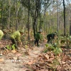 Lực lượng kiểm lâm và người dân phát dọn đường băng cản lửa để phòng, chống cháy rừng trong cao điểm mùa khô. (Ảnh: Tuấn Anh/TTXVN)