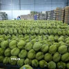 Sầu riêng Đắk Lắk được dán tem, sẵn sàng xuất khẩu. (Ảnh: Hoài Thu/TTXVN)