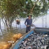 Niềm vui thu hoạch cá rôphi nuôi lồng trên hồ. (Ảnh: TTXVN phát)