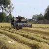Máy gặt đập liên hợp hoạt động trên cánh đồng Hợp tác xã nông nghiệp Mỹ Thành Nam, Đồng Tháp. (Ảnh: Minh Trí/TTXVN)