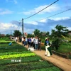Khách quốc tế tham quan các điểm du lịch nông nghiệp thành phố Đà Nẵng. (Ảnh: Đoàn Hữu Trung/TTXVN)