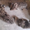 Ba cá thể mèo rừng được người dân giao nộp cho đại diện Hạt Kiểm lâm Khu vực II, Chi cục Kiểm lâm Tây Ninh. (Ảnh: TTXVN phát)
