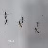 Chikungunya là một bệnh virus do muỗi truyền gây sốt và đau khớp nặng. (Ảnh: AFP/TTXVN