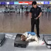 Một chú chó nghiệp vụ tham gia chiến dịch chống buôn lậu ma túy tại sân bay quốc tế Incheon, ngày 18/6. (Nguồn: Yonhap)