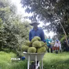 Thu hoạch sầu riêng tại xã Nhơn Ái, huyện Phong Điền, Cần Thơ. (Ảnh: Thu Hiền/TTXVN)