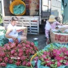 Thương lái ở xã Tân Thuận Bình, tỉnh Đồng Tháp phân loại thanh long đi tiêu thụ. (Ảnh: Công Trí/TTXVN)
