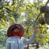Gia đình chị Mấu Thị Quỳnh ở xã Khánh Sơn, tỉnh Khánh Hòa đã thoát nghèo nhờ cây sầu riêng. (Ảnh: Đặng Tuấn/TTXVN)