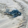 Rùa biển xanh đẻ trứng tại bãi biển Hòn Cau. (Ảnh: TTXVN phát)