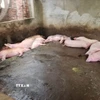 Đàn lợn chết do mắc bệnh tả lợn châu Phi. (Ảnh: TTXVN phát)