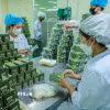 Công ty cổ phần dược Lâm Đồng đầu tư nguồn nguyên liệu sạch, dây chuyền sản xuất hiện đại nâng tầm giá trị thảo dược Việt. (Ảnh: Hoàng Hiếu/TTXVN)
