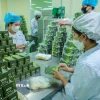 Công ty cổ phần dược Lâm Đồng đầu tư nguồn nguyên liệu sạch, dây chuyền sản xuất hiện đại nâng tầm giá trị thảo dược Việt. (Ảnh: Hoàng Hiếu/TTXVN)
