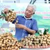 Tỉnh Hưng Yên có khoảng 5.800ha nhãn, năm nay, nhờ điều kiện thời tiết thuận lợi cây nhãn sinh trưởng tốt cho sản lượng tăng khoảng 15% so với năm 2024. (Ảnh: Thế Duyệt/TTXVN)