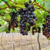 Giống nho Hạ đen trồng tại xã Ninh Phước, tỉnh Khánh Hòa. (Ảnh: Nguyễn Thành/TTXVN)