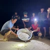 Thả rùa con về biển. (Ảnh: Báo Gia Lai)