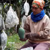 Giá xoài Đài Loan đang thấp kỷ lục và theo tính toán của nông dân thì tiền bán xoài chưa đủ để trả tiền mua túi bọc. (Ảnh: Hưng Thịnh/TTXVN)