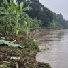 Do hiện tượng sạt lở bờ sông Thao, hàng chục hécta diện tích trồng chuối của người dân ở khu 7, xã Lâm Thao, tỉnh Phú Thọ bị trôi xuống sông. (Ảnh: Tạ Toàn/TTXVN)