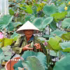 Nông dân xã Triệu Cơ (Quảng Trị) thu hoạch đài sen. (Ảnh: Tường Vi/TTXVN)