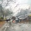 Cây đổ đè người đi xe máy tại khu vực Khu công nghiệp Nam Tân Uyên, thành phố Tân Uyên, Bình Dương. (Ảnh: TTXVN phát)