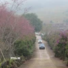 Những con đường phủ đầy hoa mai anh đào ở Măng Đen. (Ảnh: Dư Toán/TTXVN)