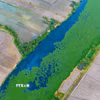 Dòng nước trên sông Vàm Cỏ Đông chuyển thành màu đen, mặt nước xuất hiện lớp màng màu trắng đục, bốc mùi hôi thối. (Ảnh: Minh Phú/TTXVN)