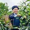 Ông Đặng Văn Háu, dân tộc Dao, Giám đốc hợp tác xã Trà Pèng, hái chè cùng người dân. (Ảnh: Đức Thọ/TTXVN)