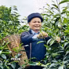 Ông Đặng Văn Háu, dân tộc Dao, Giám đốc hợp tác xã Trà Pèng, hái chè cùng người dân. (Ảnh: Đức Thọ/TTXVN)
