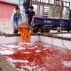 Khu vực bể chứa cá chép đỏ tại làng Thủy Trầm được thay nước thường xuyên, bảo đảm môi trường sạch cho cá sinh trưởng. (Ảnh: Tạ Toàn/TTXVN)